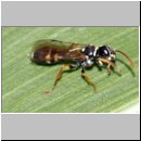 Mellinus crabroneus - Grabwespe m03b 8-9mm - OS-Wallenhorst Sandgrube.jpg